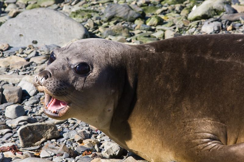 Southern Elephant Seal